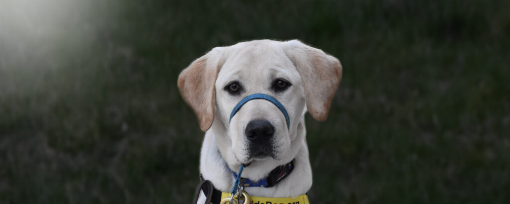 Paws with Purpose: How SPA’s Puppy Fleet Supports Veterans from the Ground Up